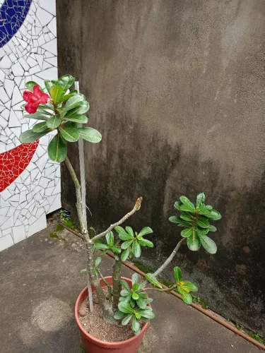 Rosa do deserto