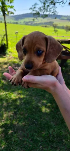 Filhote Dachshund