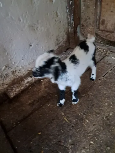 Filhote de mini cabrito