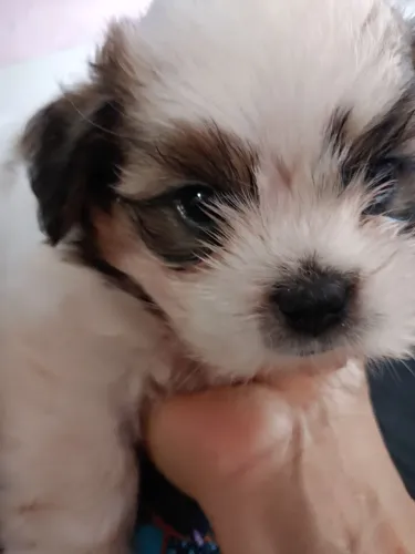 Shit tzu