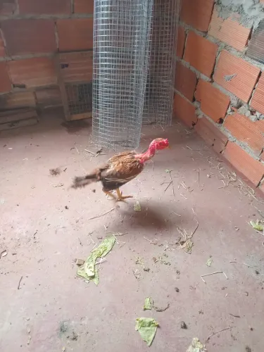 Galinha Índia polaca raça pura