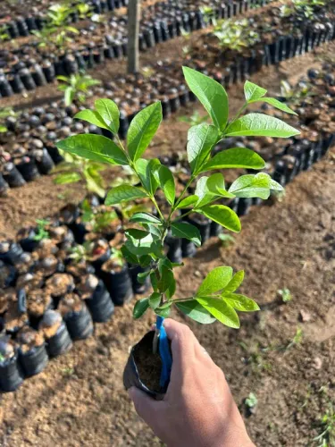 Mudas de acerola junco 
