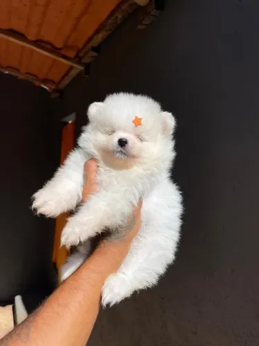 Lulu da pomerania anão Ursinho