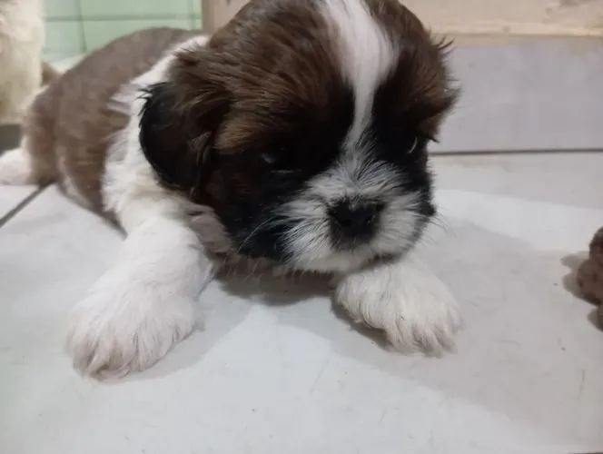 Shih Tzu 