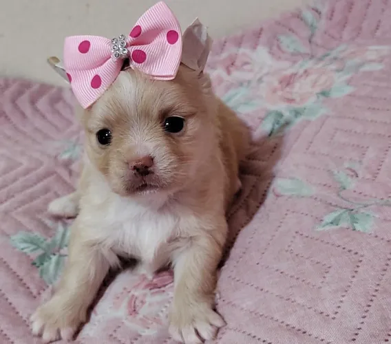 Chihuahua fêmea compacta e elegante.