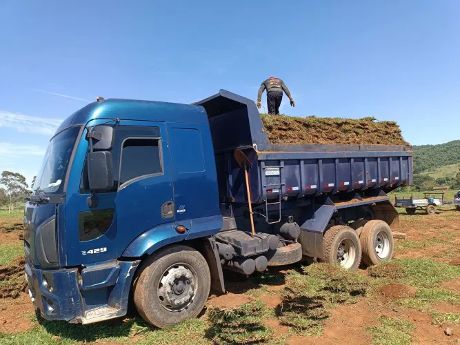 Gramas Plantadas Com Ótimo Custo Benefício 