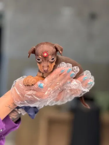Pinscher miniatura- Adquira seu pet chocolate com garantia contratual.