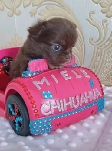 Chihuahua macho pelo curto para venda!!