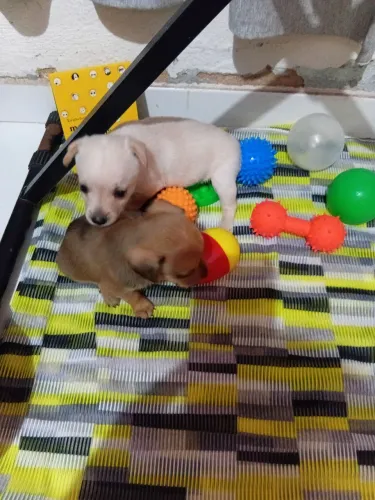 Último manchinha da ninhada