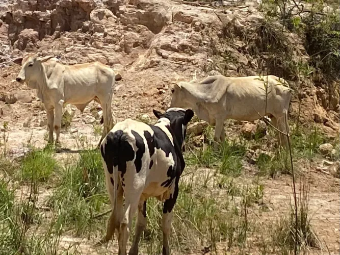 Baixou o preço. Vende-se vacas e bezerros
