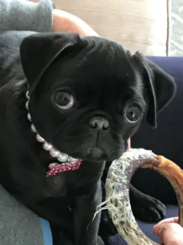 Filhote de Pug Preto com Colar Charmoso