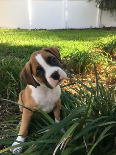 BOXER Uma combinação perfeita de energia, carinho e lealdade.
