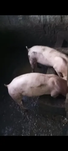 Porco top pra engorda
