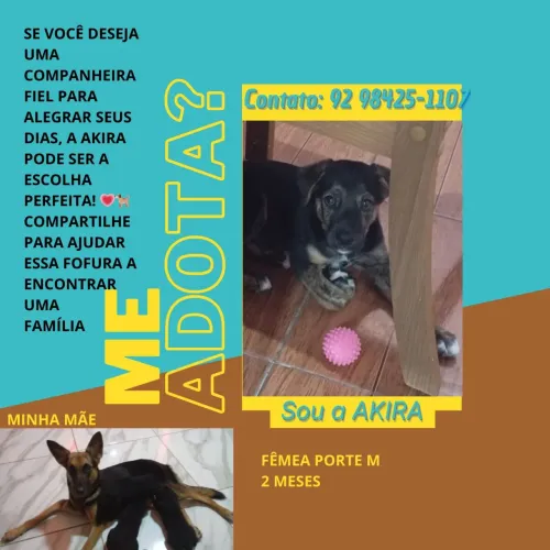 Doação da Kyara pet de 2 meses poste medio