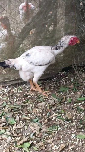 Franga Índio gigante