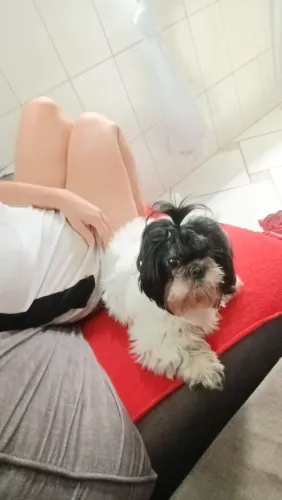 Vendo casal de shih tzu com pedigree 