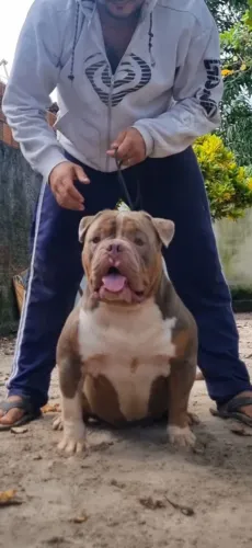American bully (pocket) 