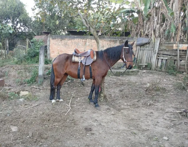 Égua a venda