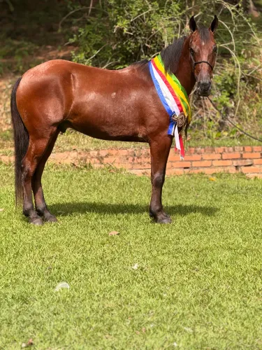 Cavalo marcha picada de prova!!