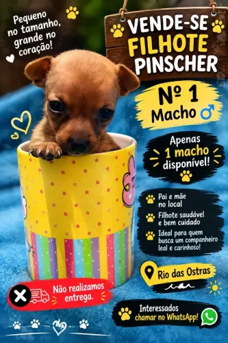 Pincher n*1