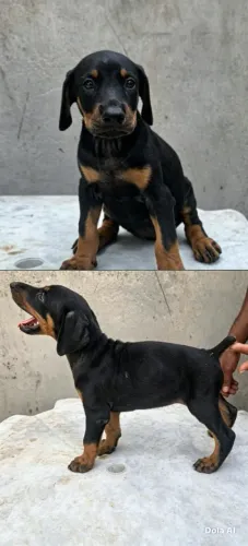 PITMONSTER - PASTOR ALEMAO - DOBERMAN - CANE CORSO
