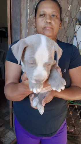 Vendo filhotes de Pit bull