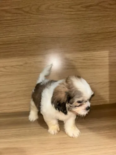 Vendo Lindos Filhotes de Lhasa Apso Macho