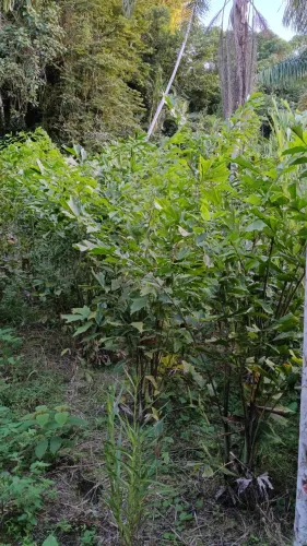 Plantas 