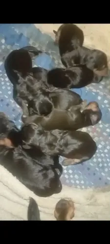 Filhotes de dachshund 