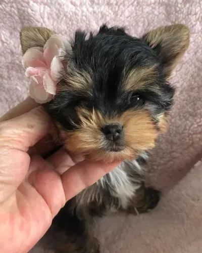 Filhote Yorkshire Terrier, Seus melhores momentos estão prestes a começar!
