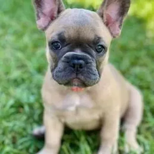Bulldog Francês,Bulldog Francês Filhote Disponível Alta Qualidade