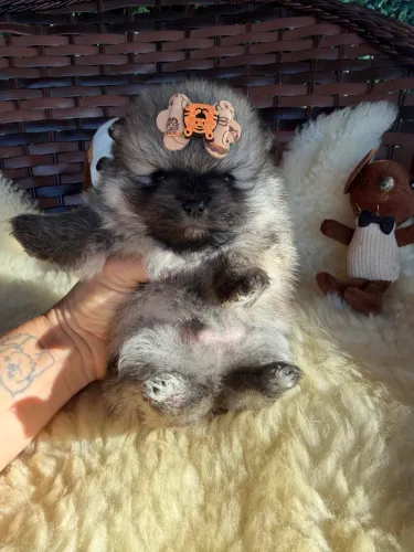 Lulu da Pomerania