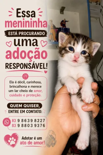 Adoção de gato 