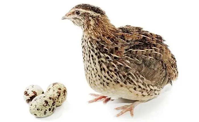 Codorna