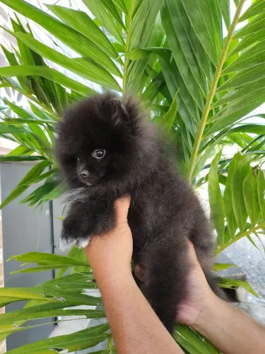 Lulu da Pomerânia 