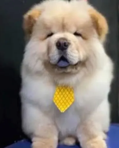 Chow chow americano