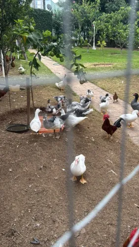 Vendo patos e galos Galizé 