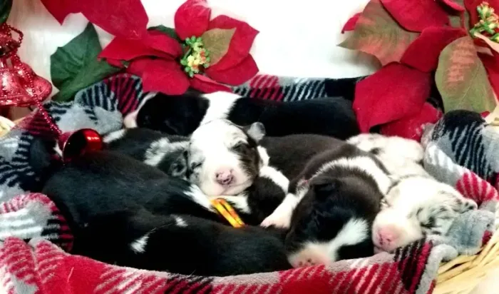 Filhoets de Border Collie | Alegria em cada olhar.