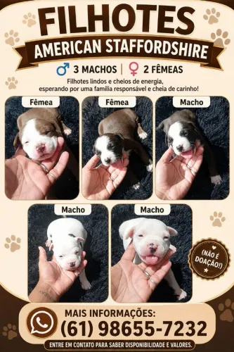 Vendo filhotes de American staffordshire...