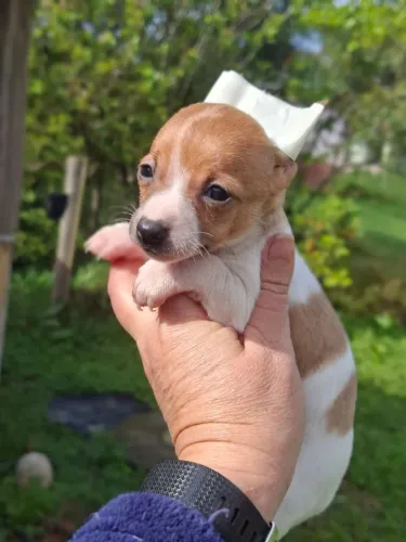 Pinscher femea pequena demais