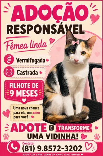Gatinha castrada para adoção