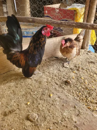 Casal de Garnizé 80 reais