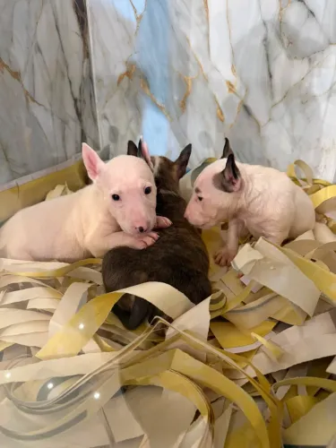Filhotes de Bull Terrier a pronta entrega 