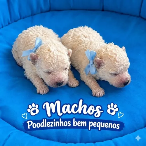 Poodle micro toy e toyzinhos