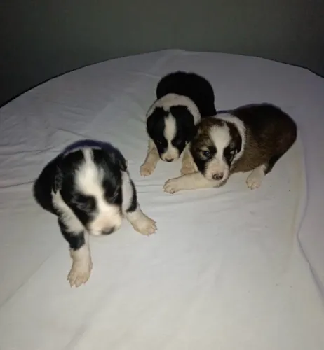 Cachorro