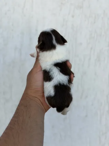Macho chihuahua tricolor de chocolate pelo longo
