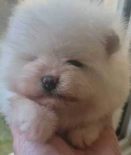 Lulu da Pomerânia Fêmeas e Machos