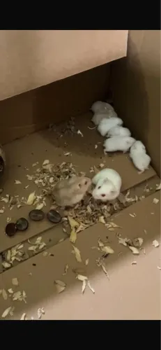 Doa-se 2 filhotinhos de hamster