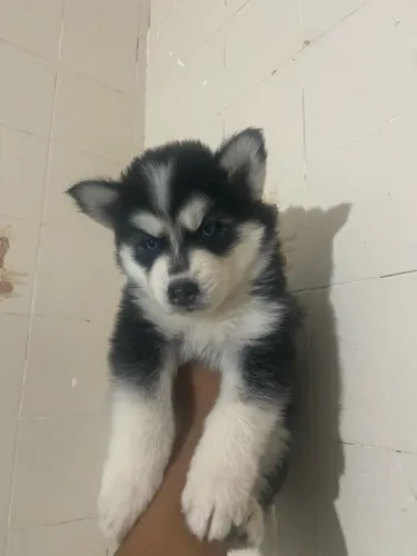 Husky siberiano 