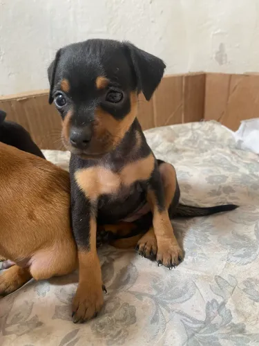 Cachorro pinscher N 01